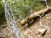 Chicken Wire